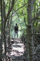Mangrove Forest